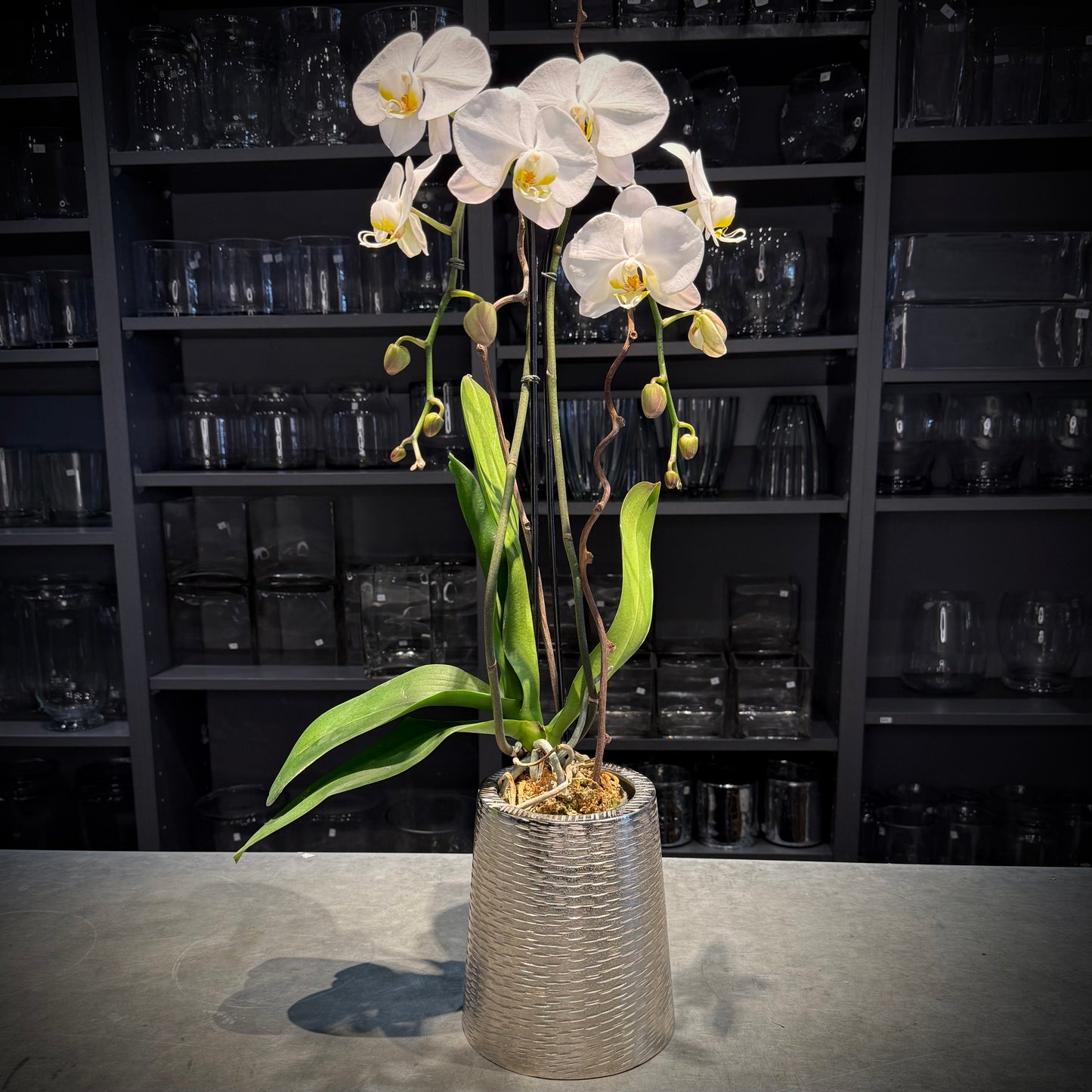 Moon Orchid
