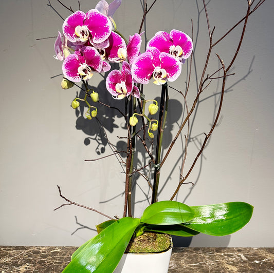Fuchsia Orchid