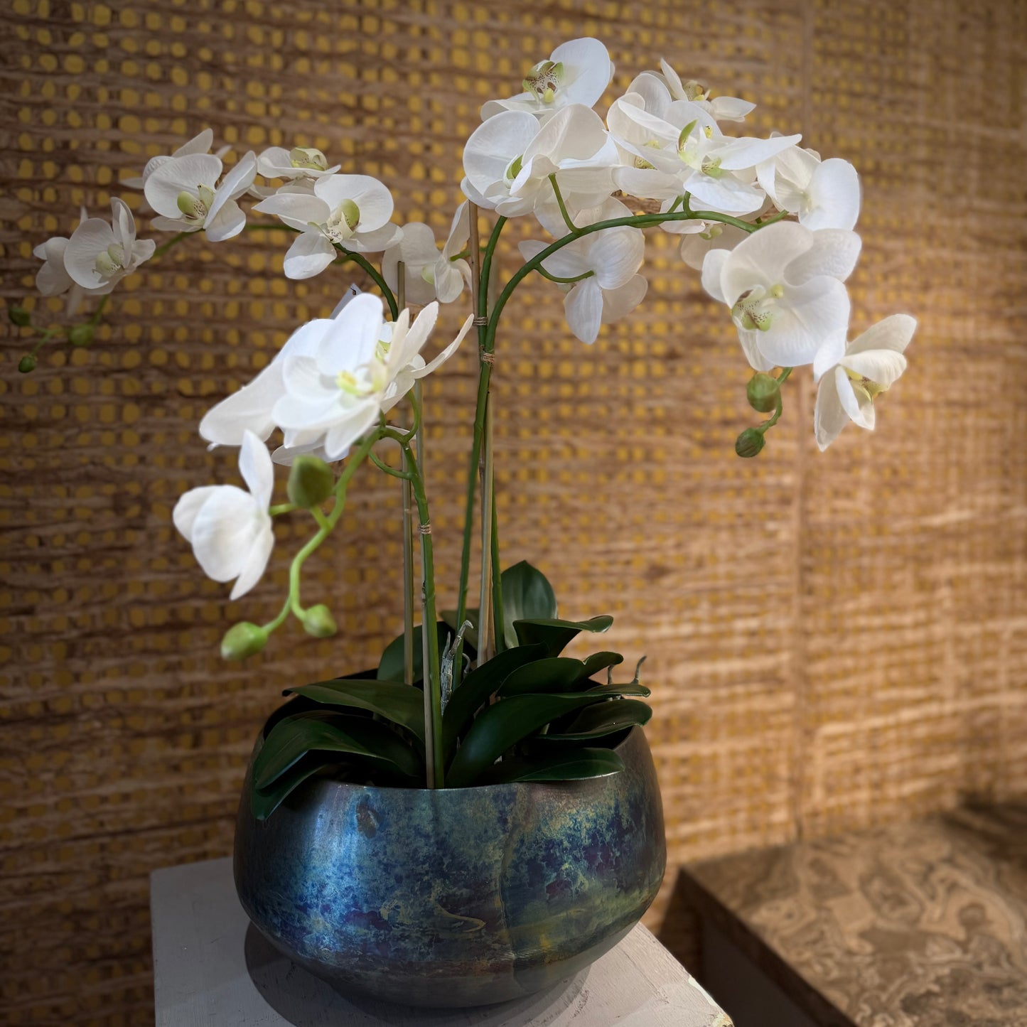 Silk Orchid