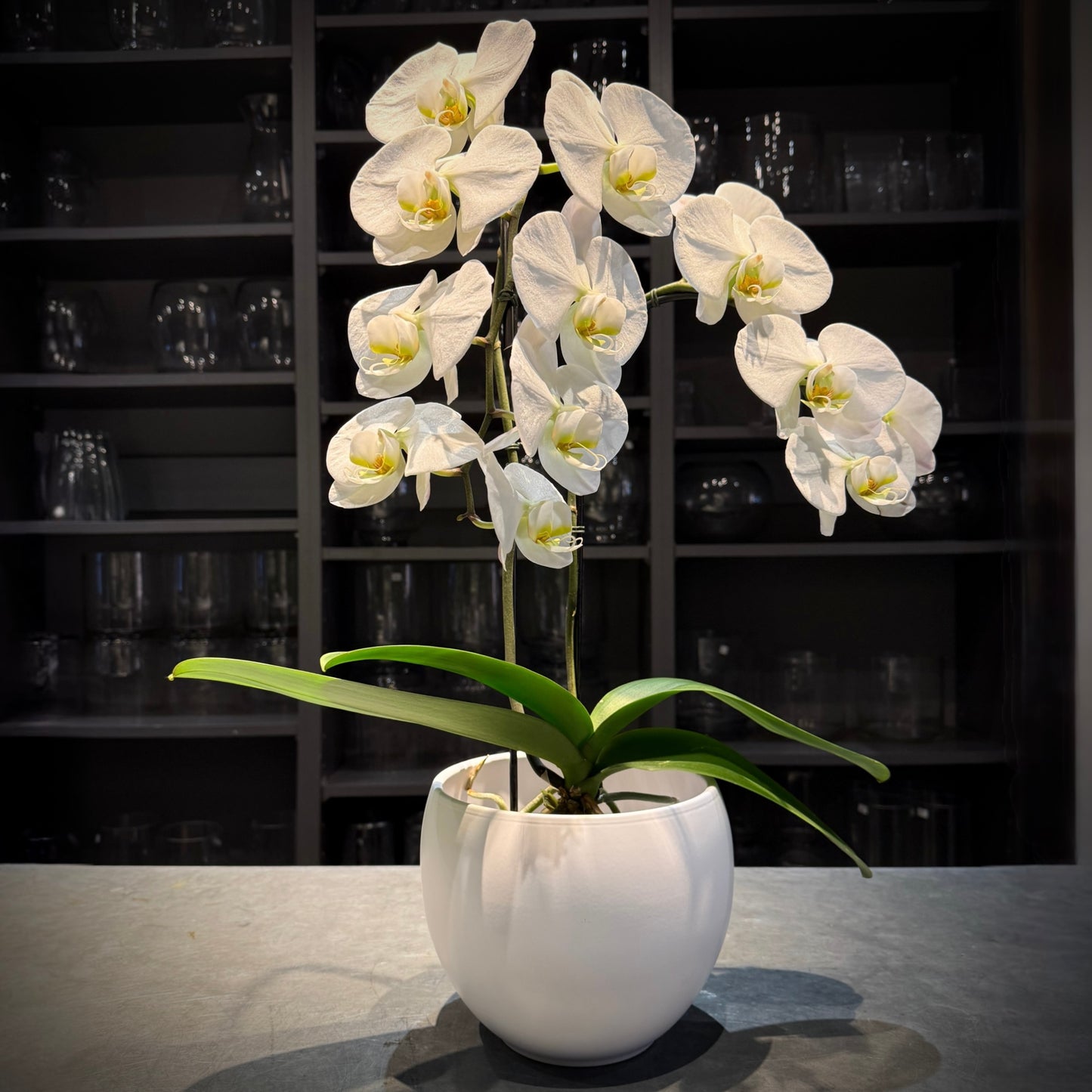 Chloe Double White Orchid