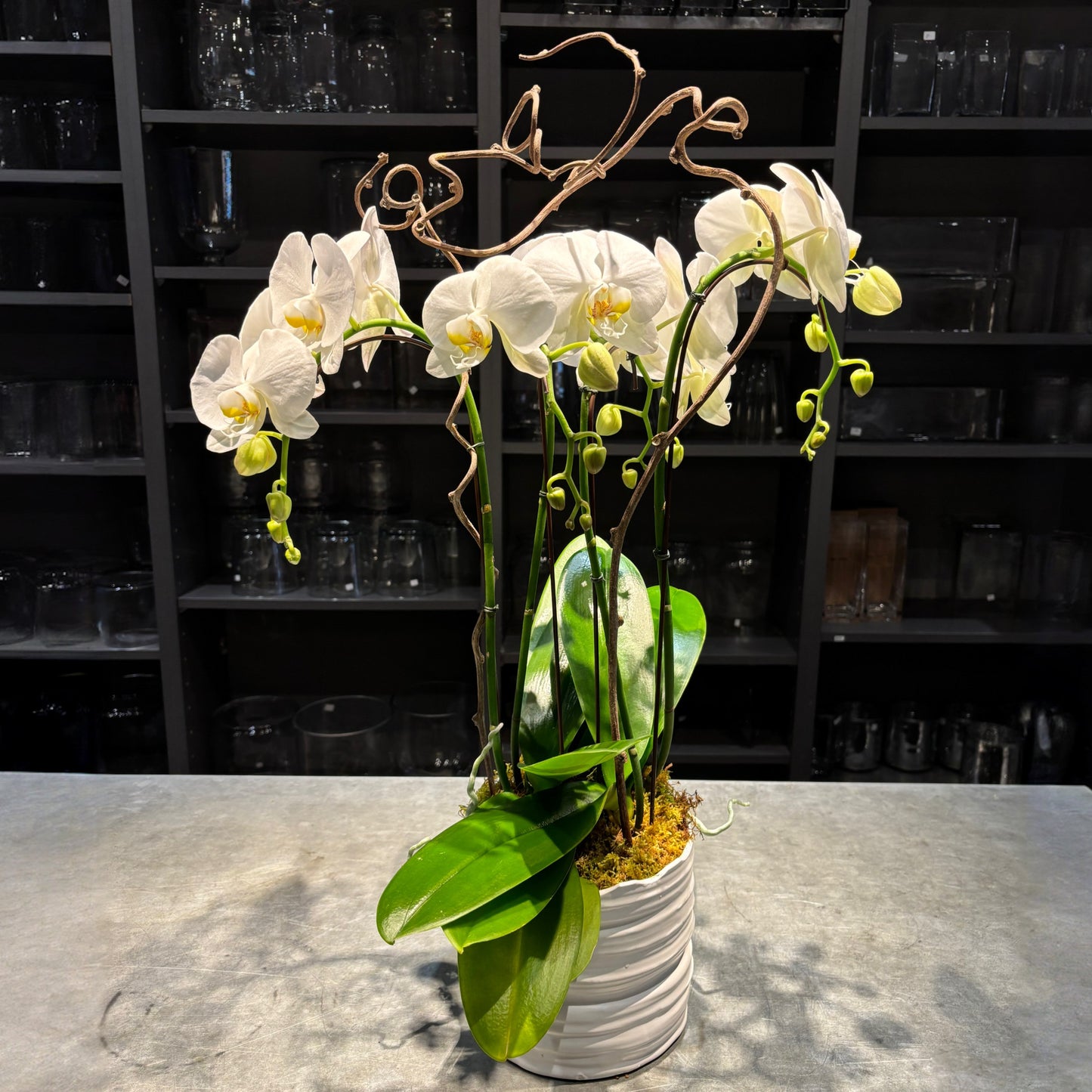 Sylvia White Orchid