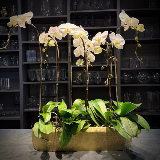 Maison Blanc Orchid