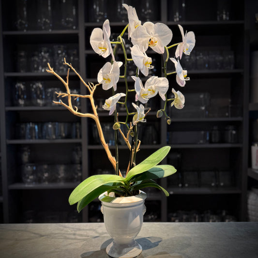 Cecilia White Orchid