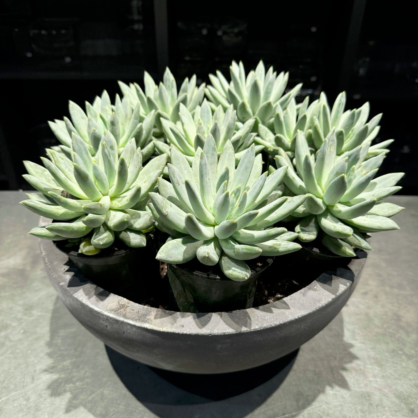 Midnight Succulent Bowl
