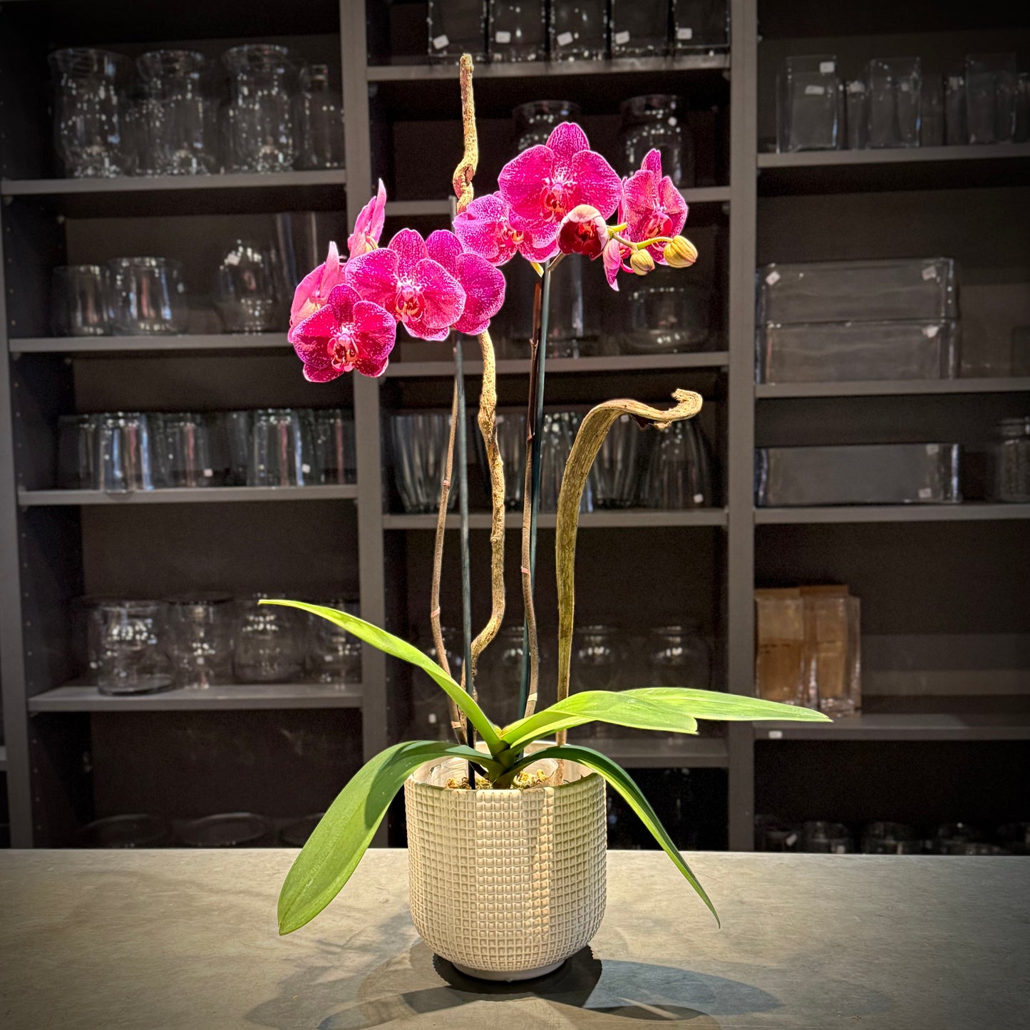 Double Fuchsia Orchid