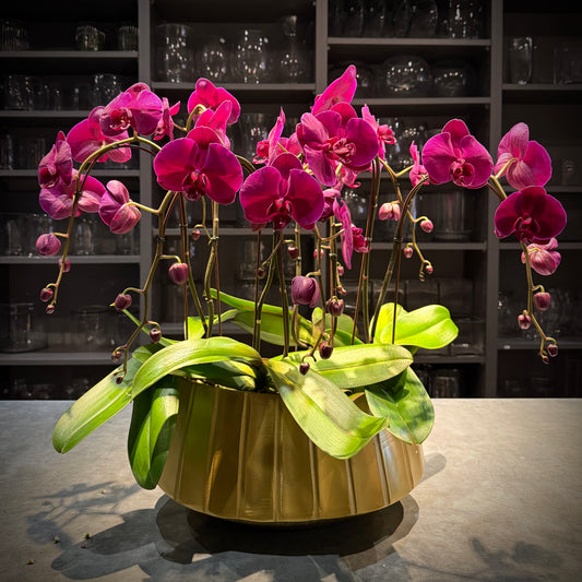 Lupita Orchid Eclipse