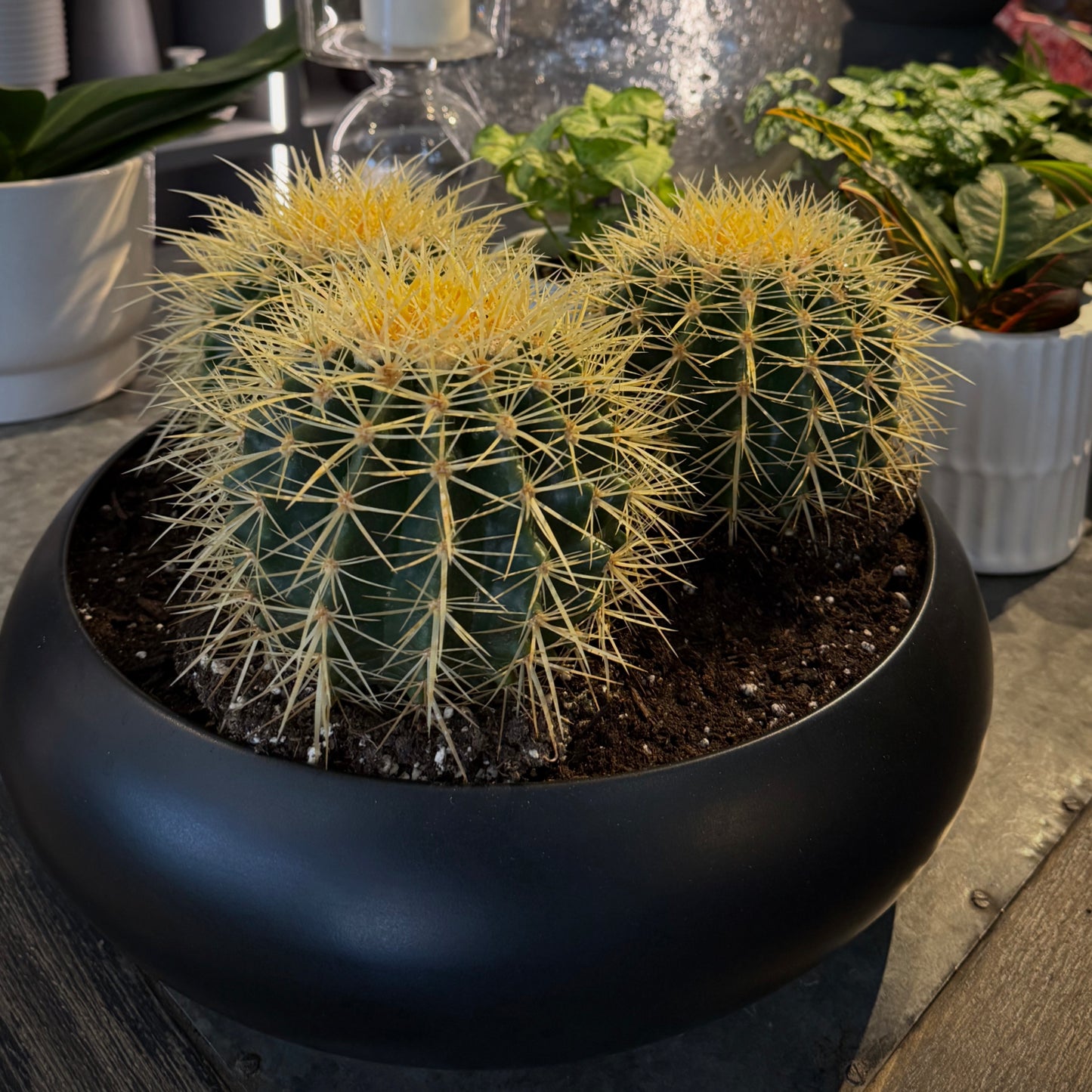 Cactus