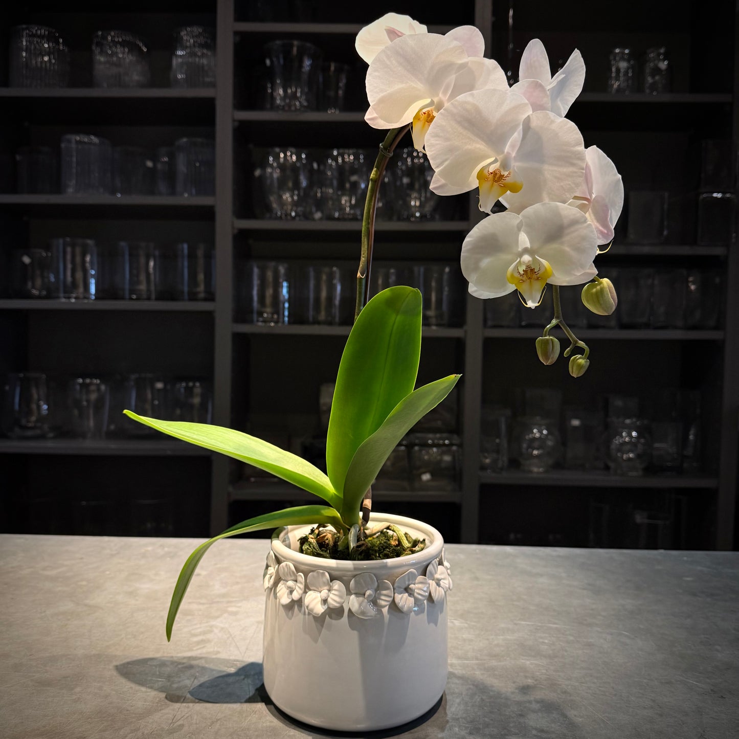 Viola White Orchid