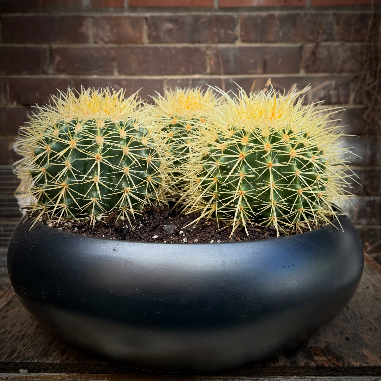 Cactus