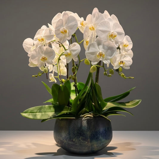 Ruperta Orchid