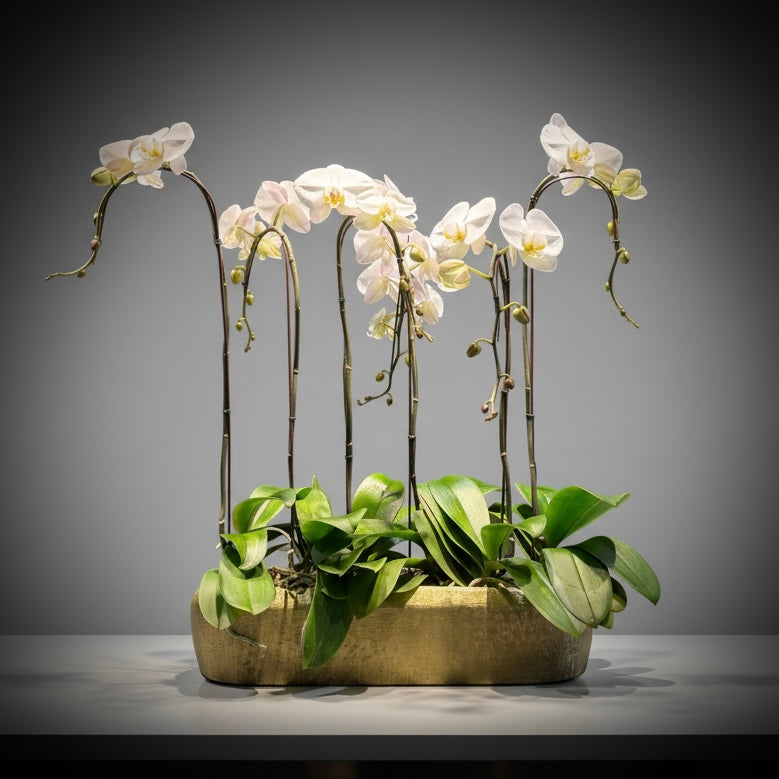 Maison Blanc Orchid