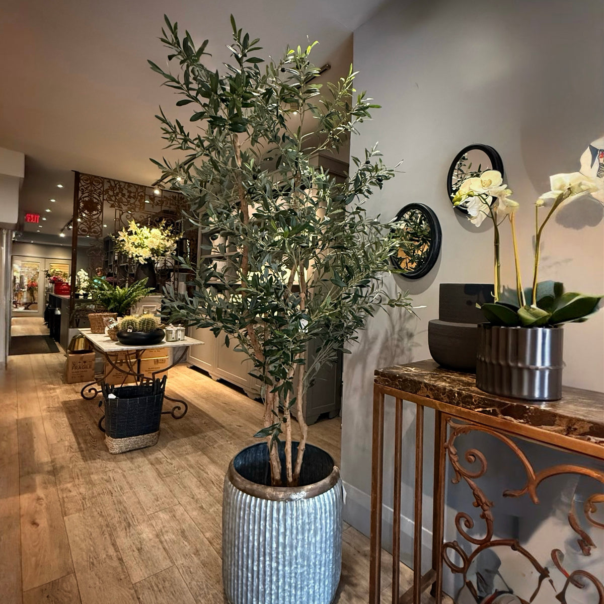 Olive tree