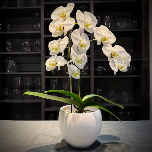 Chloe Double White Orchid