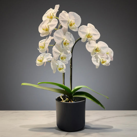 Luna Cascade Orchid