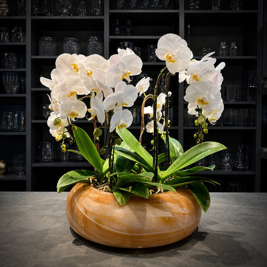 Siena Orchid