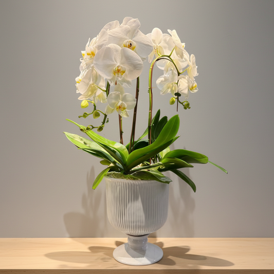 Ivory Cascade Orchid
