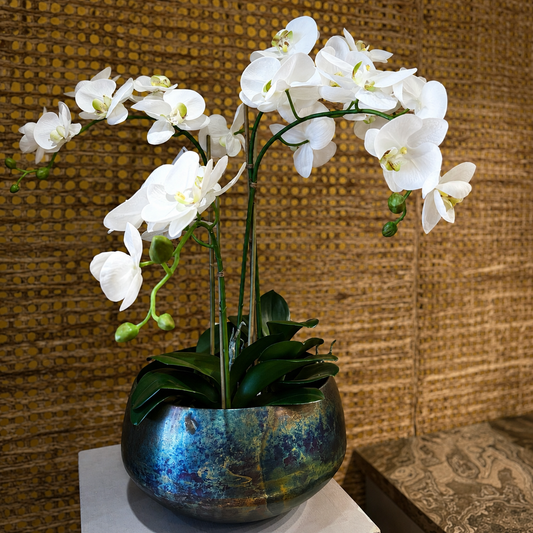 Silk Orchid